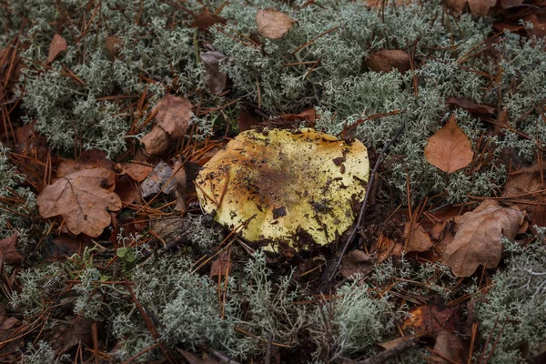 Tricholoma Flavovirens Moha Között Őszi Erdőben Kis Mélységű Mező — Stock Fotó