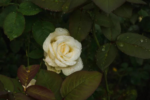 Біла Троянда Краплинами Роси Пелюстках — стокове фото