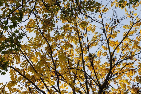蓝天背景下的黄叶树冠 底部视图 — 图库照片
