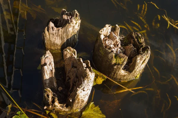 Rotte Houten Palen Die Uit Het Water Steken — Stockfoto