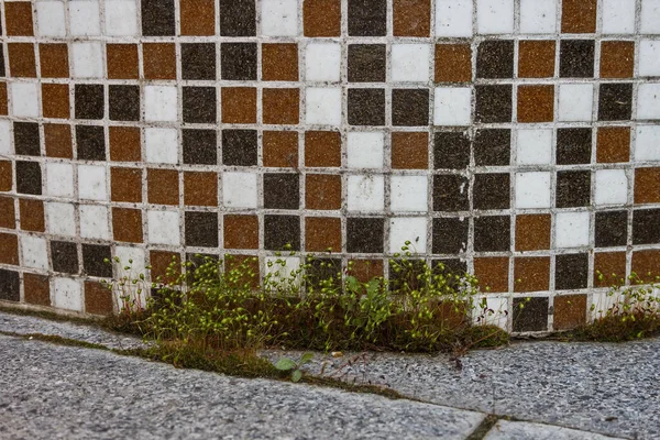 モザイクの背景にある小さな植物 — ストック写真