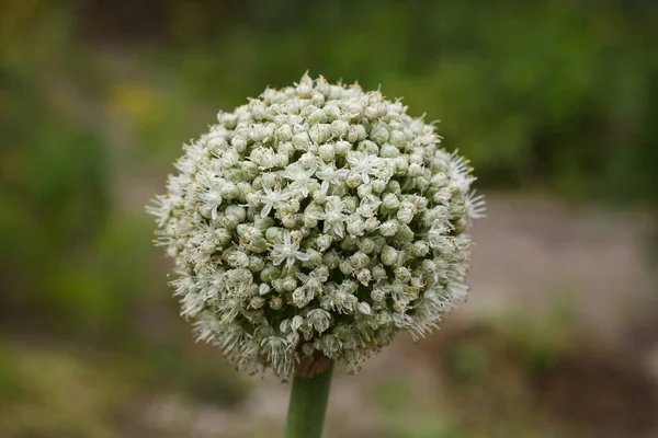 Fleurs Oignon Contexte Agricole Profondeur Champ Faible Dof — Photo