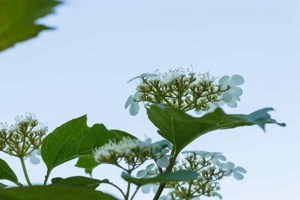 Kwiatostany Viburnum Tle Błękitnego Nieba Płytka Głębokość Pola Dof — Zdjęcie stockowe