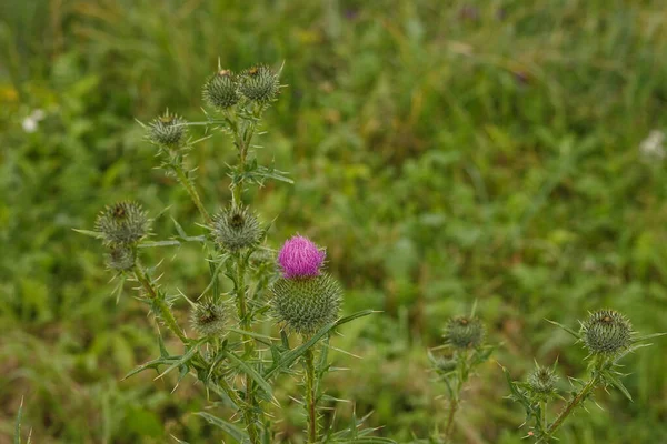 Flowering thistle in the field