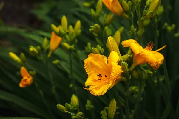 Flor Amarela Dia Entre Vegetação Jardim — Fotografia de Stock