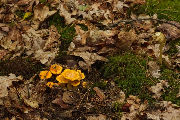 Belos Cogumelos Chanterelle Floresta Profundidade Campo Rasa Dof — Fotografia de Stock