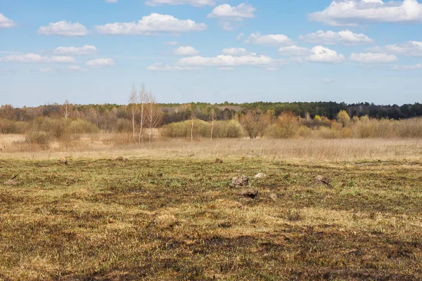 Весняний Пейзаж Видом Луг Сухою Пофарбованою Травою Лісом Блакитним Небом — стокове фото