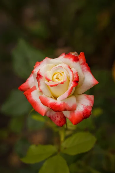 Біла Троянда Червоними Пелюстками Саду — стокове фото