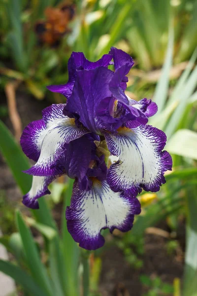 Güzel mor ve beyaz sakallı iris yaz bahçesinin arasında