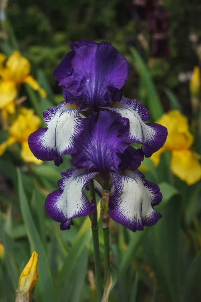 Bela Íris Barbuda Roxa Branca Entre Jardim Verão — Fotografia de Stock