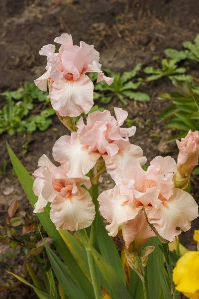 Belos Íris Creme Entre Jardim Verão — Fotografia de Stock