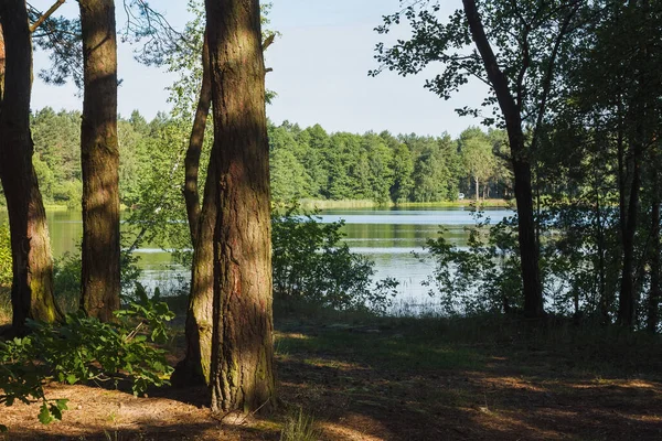 Morgonskog Solens Och Sjöns Strålar — Stockfoto