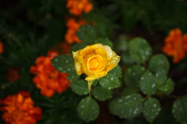 Жовта Троянда Краплями Роси Пелюстках Вид Зверху — стокове фото