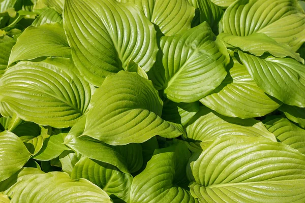 Yeşil yapraklı Hosta yaz bahçesinde. (Hosta plantaginea)