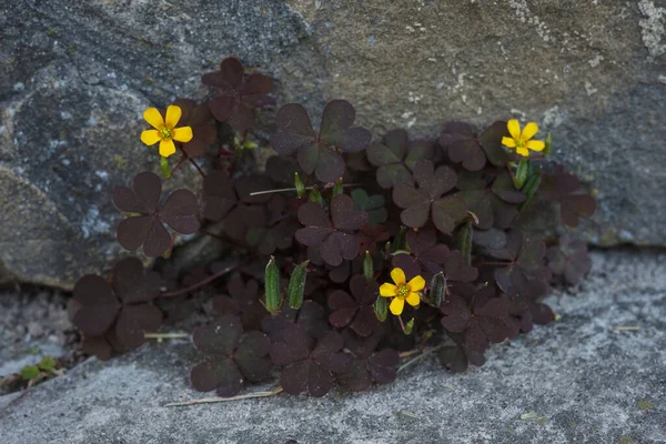 Sarı Çiçekli Oxalis Vulcanicola — Stok fotoğraf