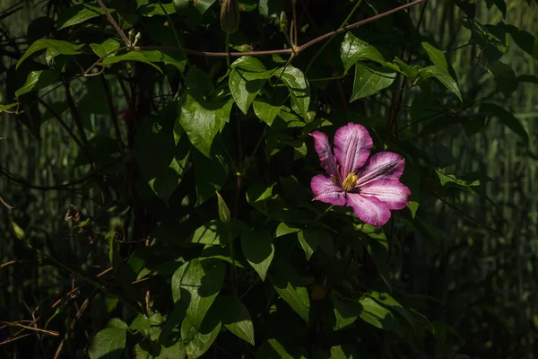 Clematis Háttérben Zöld Levelek — Stock Fotó