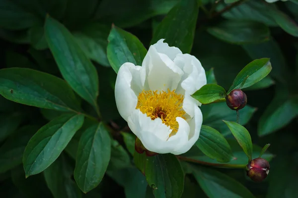 Квітка Білого Півонії Полонія Серед Зеленого Листя — стокове фото