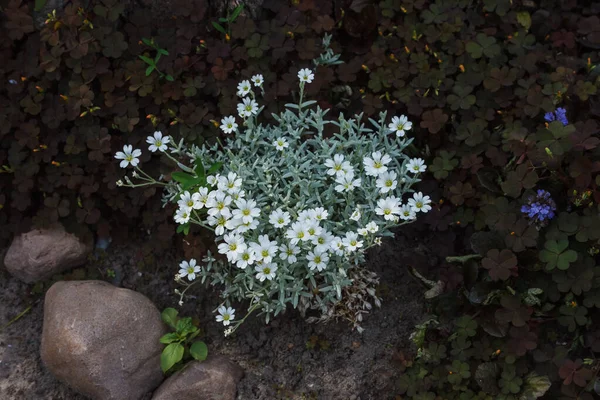 Gyönyörű Kis Fehér Virágok Nyári Kertben — Stock Fotó