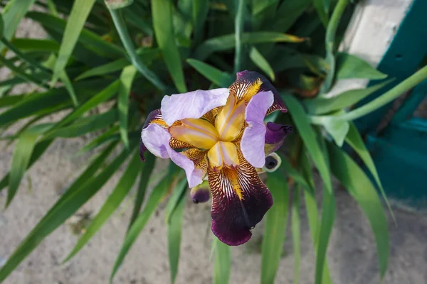 Bela Íris Barbuda Roxa Branca Entre Jardim Verão Vista Superior — Fotografia de Stock