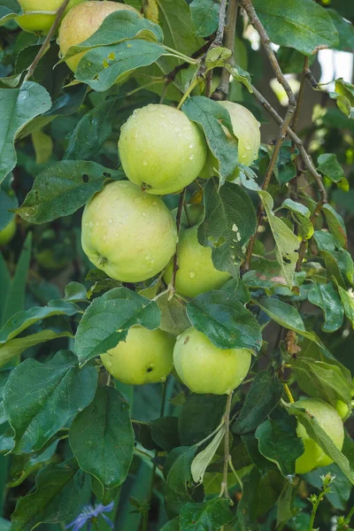 Äpfel Ast Zwischen Den Grünen Blättern — Stockfoto