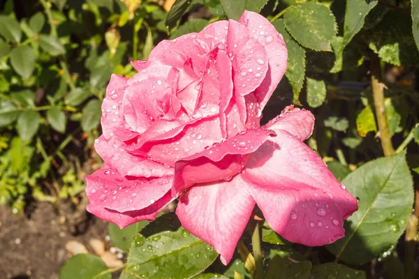 Gouttelettes Rosée Sur Les Pétales Roses — Photo