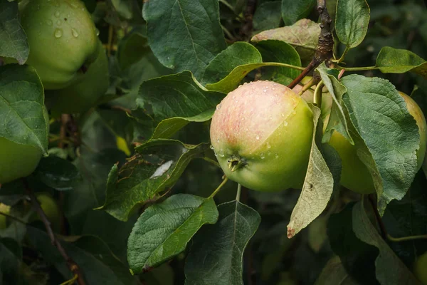 Manzanas Rama Entre Las Hojas Verdes — Foto de Stock