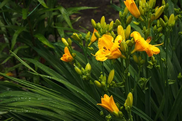 Bahçedeki Yeşilliklerin Arasında Sarı Bir Çiçek — Stok fotoğraf