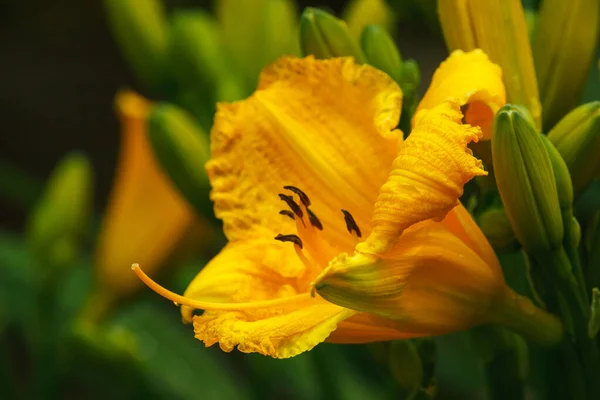 Flor Amarela Dia Entre Vegetação Jardim — Fotografia de Stock