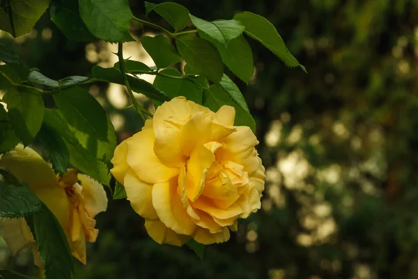 Жовта Троянда Саду — стокове фото