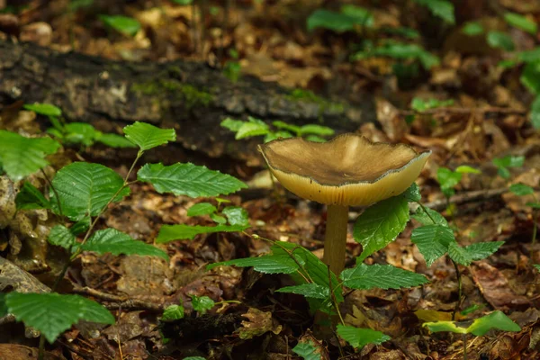 Beau Champignon Sauvage Champignons Empoisonnés Petite Profondeur Champ — Photo