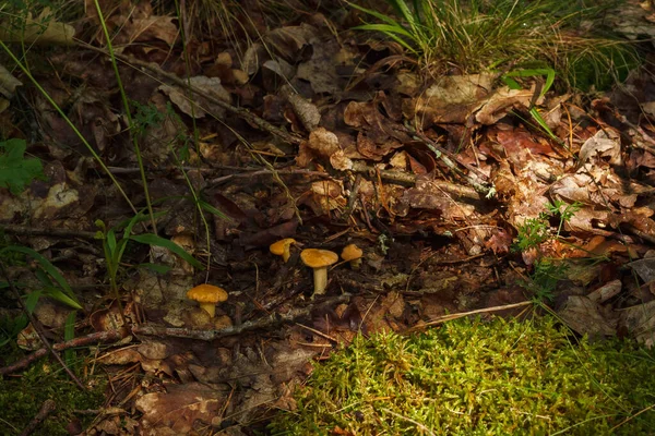 Beautiful Chanterelle Mushrooms Forest Shallow Depth Field Dof — Stock Photo, Image