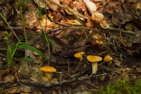 Beaux Champignons Chanterelle Dans Forêt Profondeur Champ Faible Dof — Photo