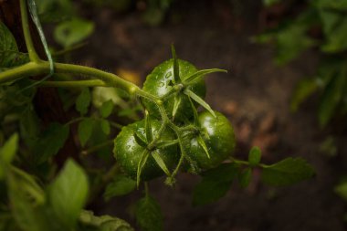 Olgunlaşmamış yeşil domatesler bahçedeki bitkilerin dallarında asılı. Domates yetiştiriyorum. Üst Manzara. Yakın plan..