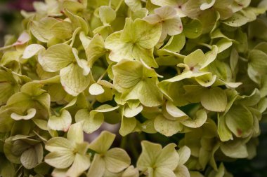 Ortanca Çiçekleri yakında. Küçük alan derinliği