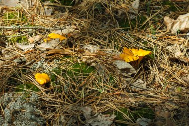 Ormanda çok güzel mantarlar var. Yüzeyin derinliği (DOF)