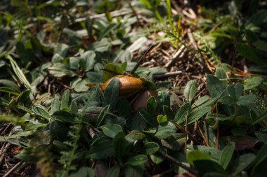 Yenilebilir mantar Suillus Luteus çimenlerin arasında yetişir. Yakın plan.