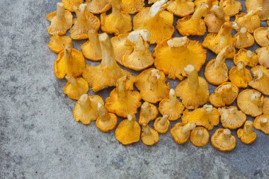 Çimento arka planında Chanterelle mantarları