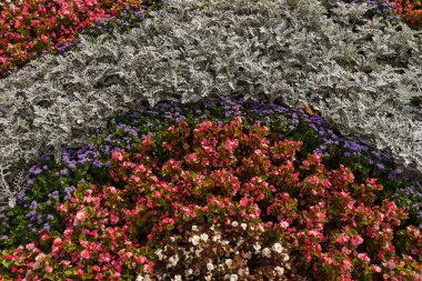 Renkli çiçekli bir çiçek tarhı. Arkaplan