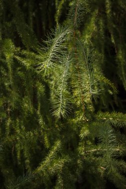 Bir kozalaklı ağacın dalı. Karaçam. Alanın küçük derinliği.
