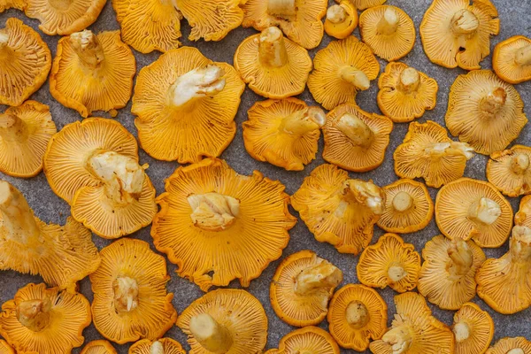 Chanterelle Mushrooms Cement Background — Foto Stock