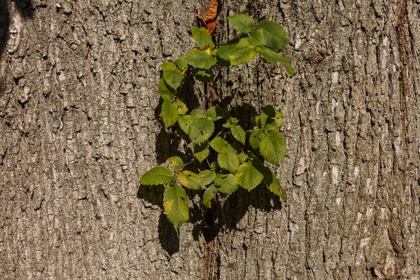 Ramo Com Folhas Verdes Jovens Contexto Tronco Árvore — Fotografia de Stock