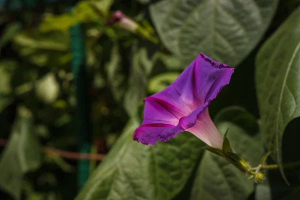 Belle Fleur Ipomée Dans Jardin — Photo