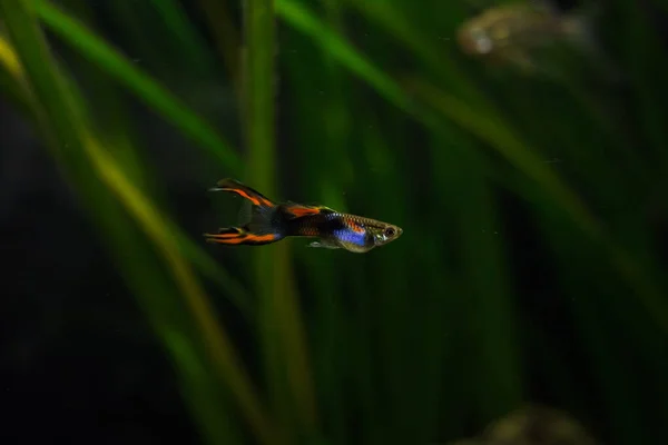 Domácí Sladkovodní Akvárium Guppy Poecilia Reticulata Vícebarevné Ryby Malá Hloubka — Stock fotografie