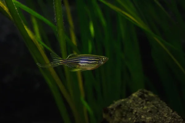 Zelfgemaakt Zoetwateraquarium Zebravis Danio Rerio Kleine Velddiepte — Stockfoto