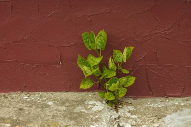 Genç bir bitki, kırmızı bir duvarın arka planındaki betondan filizlenir..