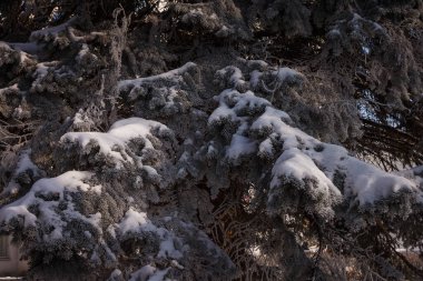 Ladin dalları buz ve karla kaplıdır.