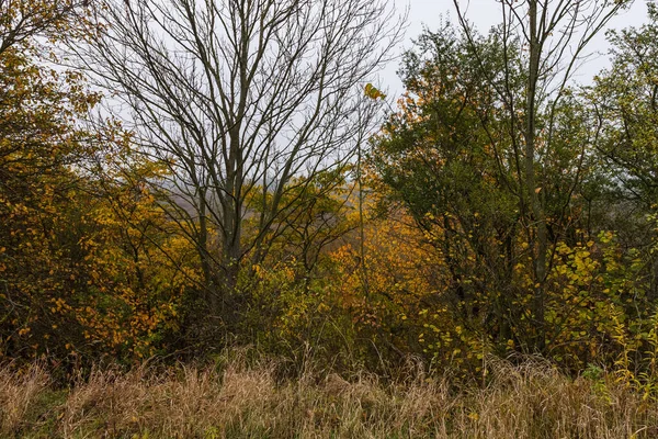 Autumn Gloomy Landscape Overlooking Trees Yellow Leaves — Stock Photo, Image