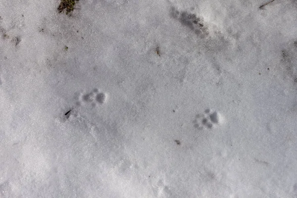 Cat footprints in the snow