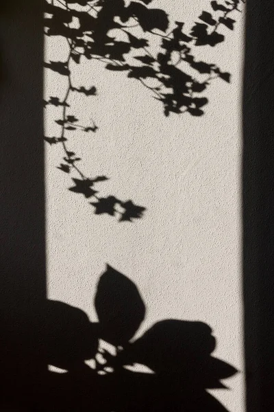 Shadow from flowerpots on the wall of the room