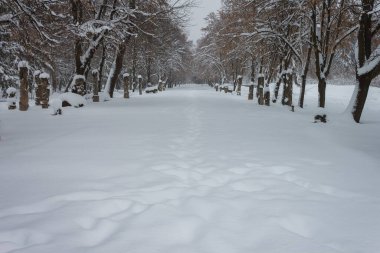 Kış parkındaki karlı sokakta. Ttrees karla kaplı. Güzel kış parkı manzarası. 